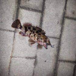 爆風で雪まじりの中アジングがいつしかガシリングに