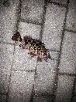 爆風で雪まじりの中アジングがいつしかガシリングに