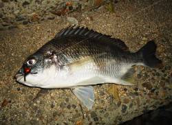 チニングでキビレ35㎝&マチヌ45…