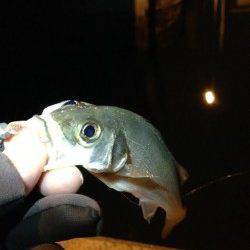 雨の影響かチーバス高活性、テンションフォールで入れ食い♪