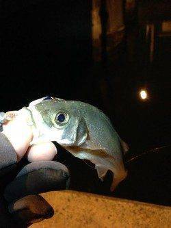 雨の影響かチーバス高活性、テンションフォールで入れ食い♪