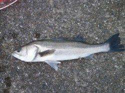 新年初の南港海釣り公園でハネ50cm