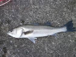 新年初の南港海釣り公園でハネ50cm