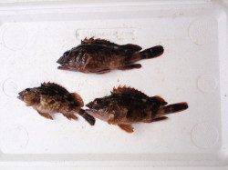 新年初の南港海釣り公園でハネ50cm