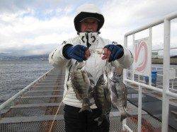 尼崎市魚つり公園、１月には珍しくチヌが数あがっています