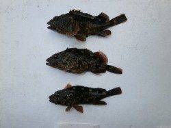 大阪南港海釣り公園で探り釣り　ガシラにタコ