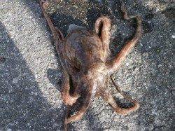 大阪南港海釣り公園で探り釣り　ガシラにタコ