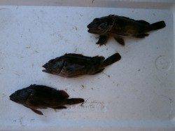 南港海釣り公園、ガシラの他に良型のチヌも！