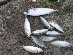 南港海釣り公園　アジ・ガシラ・サバの釣果