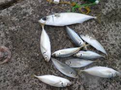 南港海釣り公園　アジ・ガシラ・サバの釣果