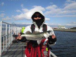 ３連休の最終日！尼崎市魚つり公園でハネ・セイゴ