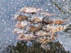 南港海釣り公園、探り釣りでガシラ&ハネ59cmも