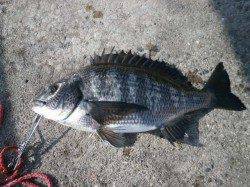 南港海釣り公園でチヌ40cm　他ガシラ、ハネ