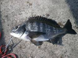 南港海釣り公園でチヌ40cm　他ガシラ、ハ…