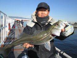 尼崎市魚つり公園、ウキ釣りでハネとチヌなどあがってます