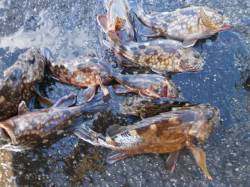 25cm頭に園内合計20匹　南港海釣り公園…