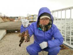 【味噌汁にすると美味しいですよ】南港海釣り…