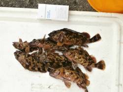 大阪南港海釣り公園、ガシラを10匹ほど確認…