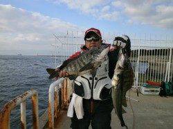 南港海釣り公園、47cmのチヌ！他根魚