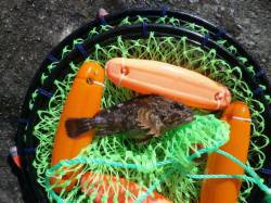 南港海釣り公園で子持ちガシラ　卵も食べられ…