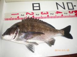 姫路市立遊魚センターで良型チヌ！オキアミを…