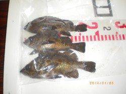 姫路市立遊魚センターで良型チヌ！オキアミを使った浮き釣り