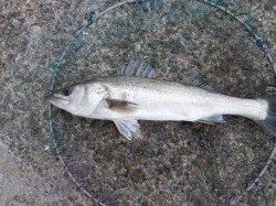 南港海釣り公園　今日もハネ・チヌ・ガシラの釣果