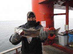 尼崎市魚つり公園ズボ釣りで49cmのハネGET!