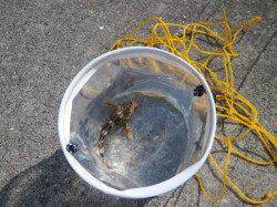 南港海釣り公園、フカセでチヌ　探り釣りでガシラ