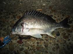 チニングでコツコツと明確なアタリでキビレ！…