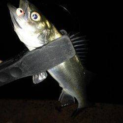 雨の影響かチーバス高活性、テンションフォールで入れ食い♪