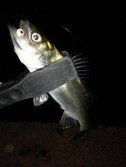 雨の影響かチーバス高活性、テンションフォールで入れ食い♪