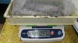 椿、ウキ釣り仕掛けでアオリキロアップ！