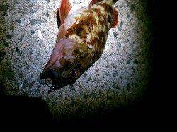 垂水漁港でメバリング、キープサイズはガシラ2匹