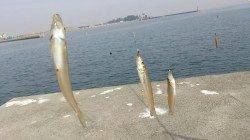 日の出から日没まで津名港周遊キス釣りで”ツ”ぬけ(^^)v