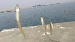 日の出から日没まで津名港周遊キス釣りで”ツ…