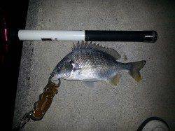 チニングは暗くなってからが狙い目