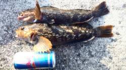 垂水一文字　探り釣りでポン級のアイナメ含め…