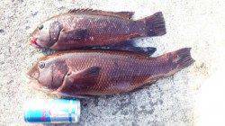 垂水一文字　探り釣りでポン級のアイナメ含め満足釣果