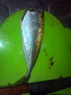 アジの自己ベストサイズ更新☆ 柴山港でのアジング