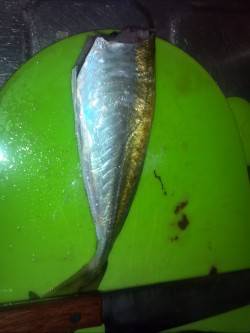 アジの自己ベストサイズ更新☆ 柴山港でのア…