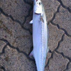 敦賀新港にてショアジギングでサゴシ