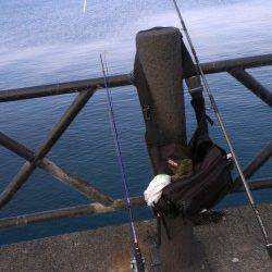 敦賀新港にてショアジギングでサゴシ