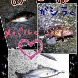 香住　雨・強風の中でのメバリング釣行