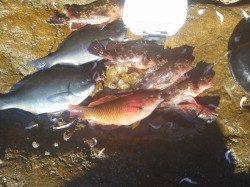 御坊・カッオ島沖の鼻へのフカセ釣り釣果