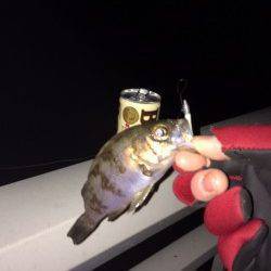 大蔵海岸で今年の初メバル獲りましたー！！！！