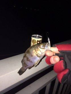 大蔵海岸で今年の初メバル獲りましたー！！！！