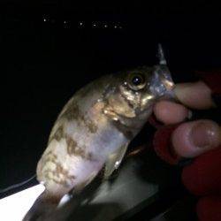 大蔵海岸で今年の初メバル獲りましたー！！！！