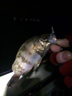 大蔵海岸で今年の初メバル獲りましたー！！！！