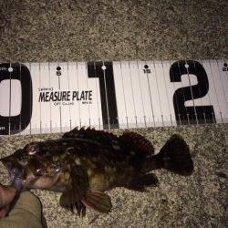 大蔵海岸でのメバリング釣果